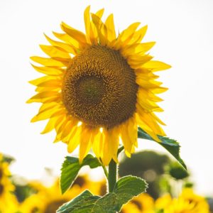 360 dpi resolution example of sunflower